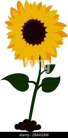 Grand tournesol, illustration, vecteur sur fond blanc Illustration de Vecteur