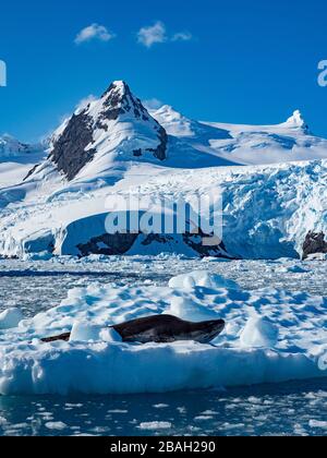 Phoque léopard lors d'une croisière sur le zodiaque dans la glace à Cierva Cove dans la péninsule Antarctique Banque D'Images