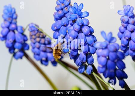 Mouche des abeilles à bordure foncée (Bombylius Major) en recueillant le nectar des fleurs de Grape jacinthe (Muscari). Banque D'Images