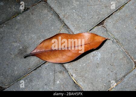 Une feuille de magnolia tombée sur le trottoir. Belle feuille brune sur la route. L'arrivée de l'automne dans la ville. Banque D'Images