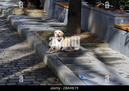 Un chien blanc se trouve dans l'ombre sur le côté de la ruelle et regarde loin. Le chien s'est coincé hors de sa langue de la chaleur. Prendre soin des animaux. Banque D'Images