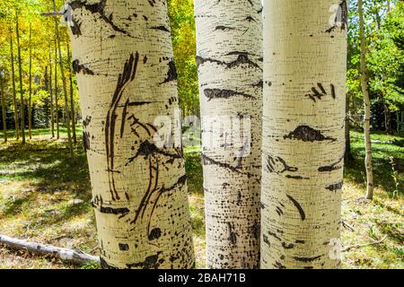 Porter des marques de griffe sur un arbre Aspen, les montagnes de LaSal, Utah. Banque D'Images