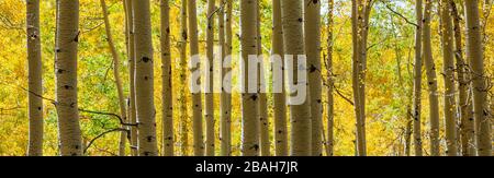 Arbres à Aspen aux couleurs de l'automne, la Sal mountains, Utah, États-Unis. Banque D'Images
