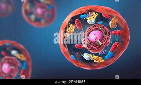 Structure des cellules animales, illustration Banque D'Images