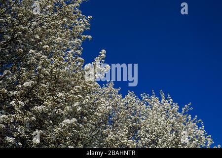 Arbres en Dogwood à fleurs Banque D'Images