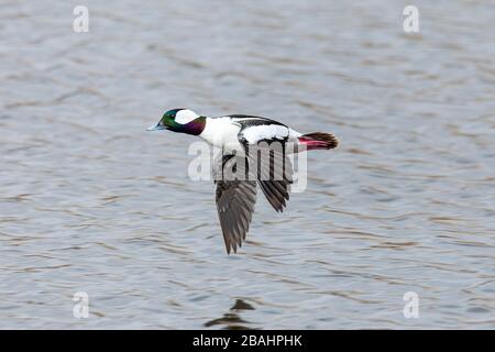 Tête de buffle Drake (Bucephala albéola) au vol Colorado, États-Unis Banque D'Images