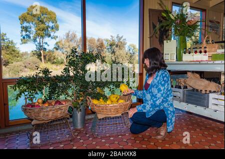 Les femmes de touristes se agenouillent à côté de produits locaux empilés devant une grande fenêtre donnant sur l'étang dans le jardin de Pheasant Farm, Barossa Valley. Banque D'Images