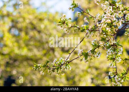 branche d'apple en fleurs blanches. beau fond vert de nature sur une journée ensoleillée au printemps. fond flou Banque D'Images