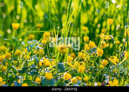 Floraison jaune de la plus grande celandine. Herbes sauvages sur la prairie herbeuse le jour ensoleillé. La plante de la famille de pavot est également connue sous le nom de Chelidonium maj Banque D'Images