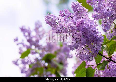 fleurs roses lilas se rapprochez sur une branche. magnifique arrière-plan flou de jardin fleuri au printemps Banque D'Images