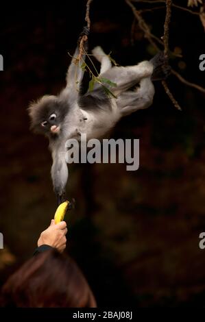 Nourrir l'enfant de singe de feuilles Ducky ou de Langur Ducky ou de langur Spectaacled ( Presbytis obscura reid ). Banque D'Images