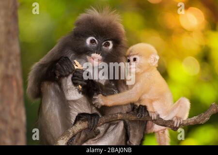 Mère et fils de Dusky Leaf Monkey ou Dusky Langur ou Spectaacled langur ( Presbytis obscura reid ) assis sur un arbre reposant. Banque D'Images