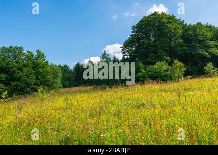 prairie herbeuse aux herbes sauvages en été. forêt de hêtre sauvage autour de la glade. temps ensoleillé d'été avec quelques nuages sur le ciel bleu Banque D'Images