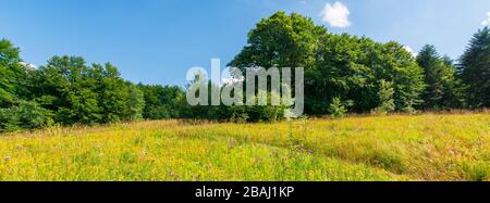 prairie herbeuse aux herbes sauvages en été. forêt de hêtre sauvage autour de la glade. temps ensoleillé d'été avec quelques nuages sur le ciel bleu Banque D'Images