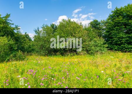 prairie herbeuse aux herbes sauvages en été. forêt de hêtre sauvage autour de la glade. temps ensoleillé d'été avec quelques nuages sur le ciel bleu Banque D'Images