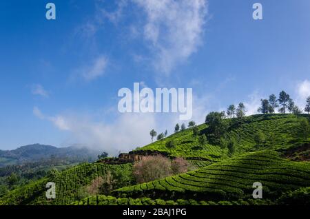 Belle vue des plantations de thé formant une couverture verte couvrant le paysage montagneux à Munnar, Kerala, Inde Banque D'Images