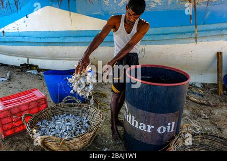 Talaimannar, Sri Lanka - février 2020: Pêcheur séchant des poissons sur la plage le 26 février 2020 à Talaimannar, Sri Lanka. Banque D'Images