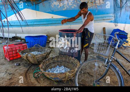 Talaimannar, Sri Lanka - février 2020: Pêcheur séchant des poissons sur la plage le 26 février 2020 à Talaimannar, Sri Lanka. Banque D'Images