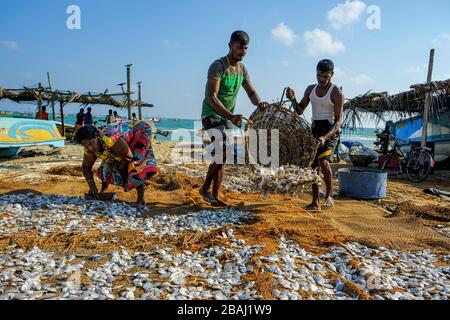 Talaimannar, Sri Lanka - février 2020: Pêcheurs séchant des poissons sur la plage le 26 février 2020 à Talaimannar, Sri Lanka. Banque D'Images