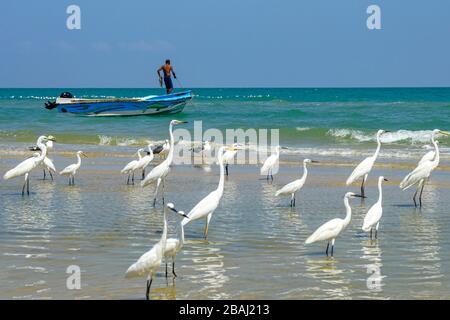 Talaimannar, Sri Lanka - Février 2020: Un pêcheur dans son bateau sur la plage le 26 février 2020 à Talaimannar, Sri Lanka. Banque D'Images