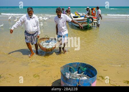 Talaimannar, Sri Lanka - février 2020: Pêcheurs transportant des poissons du bateau à la plage le 26 février 2020 à Talaimannar, Sri Lanka. Banque D'Images