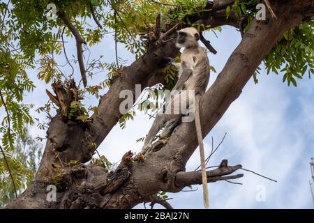 Le singe gris langurs (également connu sous le nom de Hanuman langur) se détend dans un arbre à Udaipur, en Inde Banque D'Images