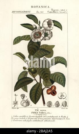 Plante de thé, Camellia sinensis. Thea bohea, te nero. Gravure en copperplate aux couleurs vives du Dizionario delle Scienze Naturali d'Antoine Laurent de Jussieu, Dictionnaire des sciences naturelles, Florence, Italie, 1837. Illustration gravée par Corsi, dessinée et dirigée par Pierre Jean-François Turpin, et publiée par Batelli e Figli. Turpin (1775-1840) est considéré comme l'un des plus grands illustrateurs botaniques français du XIXe siècle. Banque D'Images