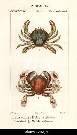 Crabe nageant, Polybius henslowii 1, et crabe des lunes, Matuta victor 2. Polibio di Henslow, Matuta vittoriosa. Gravure en copperplate aux couleurs vives du Dizionario delle Scienze Naturali d'Antoine Laurent de Jussieu, Dictionnaire des sciences naturelles, Florence, Italie, 1837. Illustration gravée par Stanghi, dessinée par Jean Gabriel Pretre et dirigée par Pierre Jean-François Turpin, et publiée par Batelli e Figli. Turpin (1775-1840) est considéré comme l'un des plus grands illustrateurs botaniques français du XIXe siècle. Banque D'Images