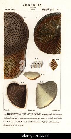 Fossiles de coraux éteints. Prises femelles 1, Aptychus 2. Recettaculite di Nettuno, Trigonellite di Parkinson. Gravure en copperplate aux couleurs vives du Dizionario delle Scienze Naturali d'Antoine Laurent de Jussieu, Dictionnaire des sciences naturelles, Florence, Italie, 1837. Illustration gravée par Stanghi, dessinée par Jean Gabriel Pretre et dirigée par Pierre Jean-François Turpin, et publiée par Batelli e Figli. Turpin (1775-1840) est considéré comme l'un des plus grands illustrateurs botaniques français du XIXe siècle. Banque D'Images