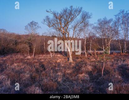 Des arbres Birch argentés dans une lumière surréaliste tôt le matin, situé près de Burley dans la Nouvelle forêt, Hampshire, Royaume-Uni Banque D'Images