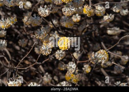 Brosse orientale (Edgeworthia chrysantha), parc Koganei, ville de Koganei, Tokyo, Japon Banque D'Images