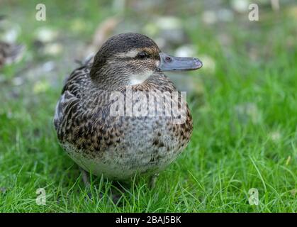 Garganey femelle, spatule querquedula, sur herbage par lac; oiseau de reproduction rare au Royaume-Uni. Banque D'Images