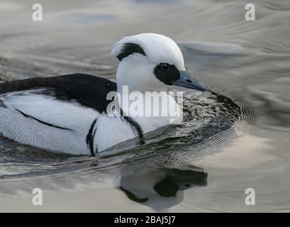 Mastier mâle, Mergellus albellus, sur le lac en hiver. Banque D'Images