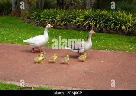 Famille d'oies traversant une rue dans le domaine d'Auckland, île du nord, Nouvelle-Zélande Banque D'Images