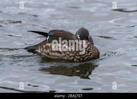 Canard mandarin femelle, Aix galericulata, sur le lac en hiver. Asie de l'est. Banque D'Images
