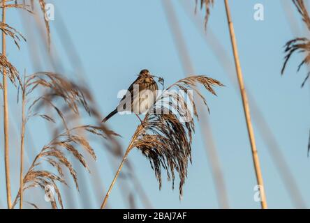 Bondes femelles à roseau commune, Emberiza schoeniclus, se nourrissant au roseau commun, au niveau du Somerset. Banque D'Images