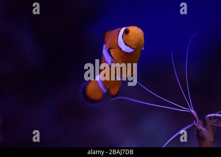 Ocellaris clownfish, Amphiprion ocellaris, également connu sous le nom de faux percula clownfish ou commun clownfish Banque D'Images