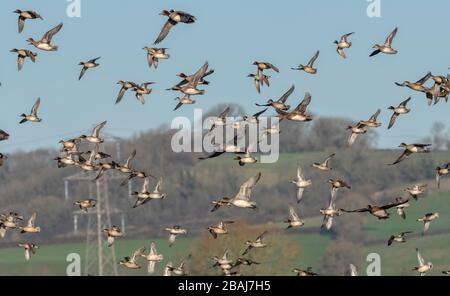 Troupeau de Teal, Anas crecca et d'Eurasie Wigeon en vol en hiver, au niveau de Somerset. Banque D'Images