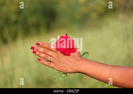 une rose rouge avec des ongles rouges poli les filles main et flou le fond de la nature et l'espace de copie Banque D'Images