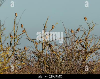 Troupeau de linnets perché en hiver haie, Somerset Banque D'Images