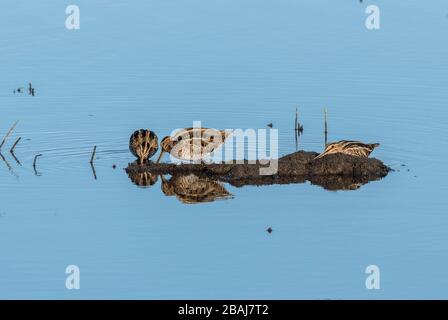 Groupe de bécassines communes, Gallinago gallinago, se nourrissant dans un lagon côtier peu profond en hiver, Lodmoor, Dorset. Banque D'Images