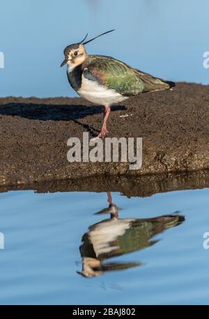 Northern lapwing, Vanellus vanellus, se nourrissant sur une île boueuse dans le lagon côtier en hiver, Dorset. Banque D'Images