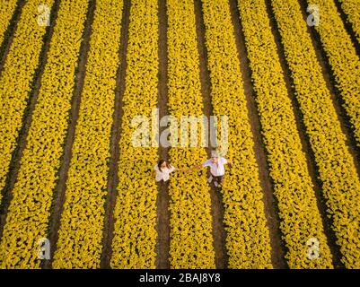 Champ néerlandais de tulipe, vue de drone du champ de tulipes jaunes Pays-Bas, jeune couple heureux homme et femme dans le champ de fleur Banque D'Images