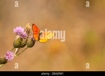 Petit papillon orange rare cuivre (Lycaena virgaureae) avec des bords d'aile marron assis sur des fleurs de chardon, macro d'insectes animaux Banque D'Images