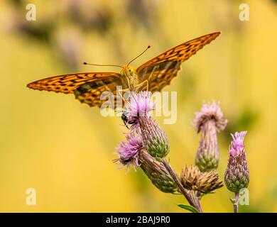 Fritillaire brun orange à papillon blanchi à l'argent (paphie Argynnis) assis sur la vue avant des fleurs de chardon, macro d'insectes animaux Banque D'Images