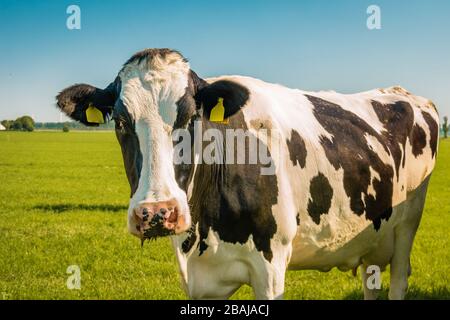 Groupe néerlandais de vaches dans le pré dans le Noordoospolder Flevoland au printemps aux Pays-Bas Banque D'Images