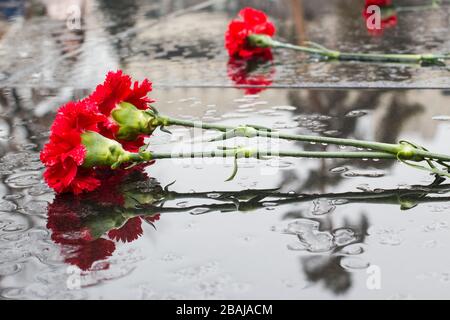 Chrysanthèmes rouges sur granit noir sous la pluie. Banque D'Images