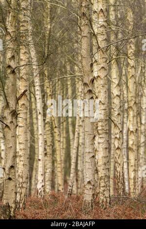 Bouleau argenté, forêt de Betula pendula en hiver, Purbeck, Dorset. Banque D'Images