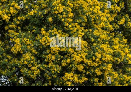 Mimosa, Acacia dealbata, en fleur à la fin de l'hiver. Banque D'Images