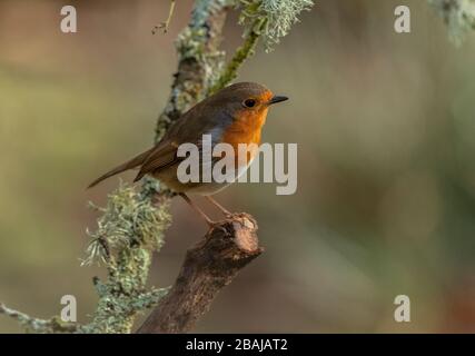 Européen Robin, erithacus rubecula, perché sur le journal couvert de lichen. Banque D'Images